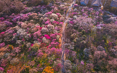 南京梅花山梅花最佳觀賞時(shí)間2022