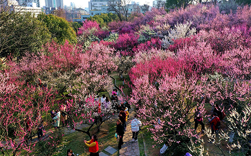 2022南京古林公園梅花開了嗎_要不要門票