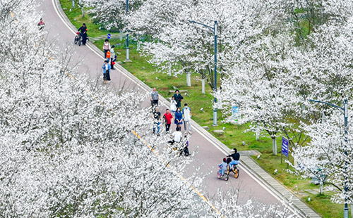 黃石團城山公園櫻花開了嗎_幾路車可以去