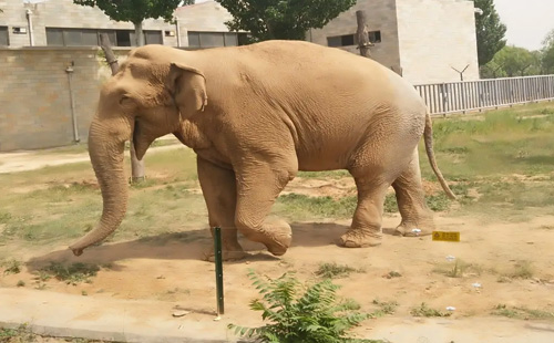 石家莊市動物園團體票價多少錢