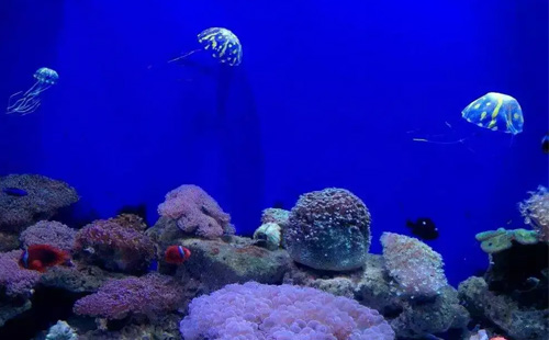 青島水族館附近有什么好玩的