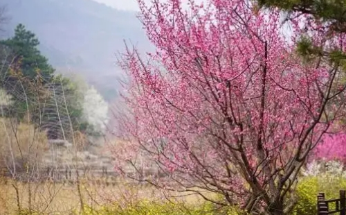 2022北京植物園桃花節(jié)什么時(shí)候