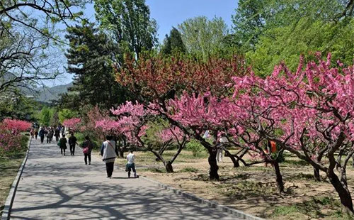 北京植物園桃花節(jié)2022游玩攻略(時(shí)間+門票+種類)