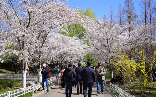 北京玉淵潭公園櫻花開放時間2022(附觀賞路線)