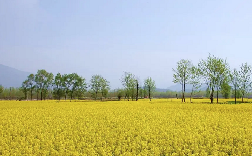 鄖陽油菜花賞花路線