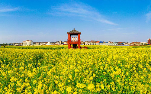 2022湖北最美油菜花海_2022湖北特色油菜花海名單