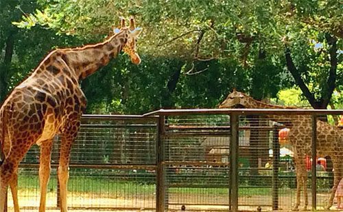 清明節(jié)北京動(dòng)物園人多嗎2022（附游玩攻略）