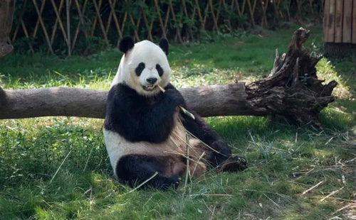 天津動物園附近站點一覽（地鐵+公交）