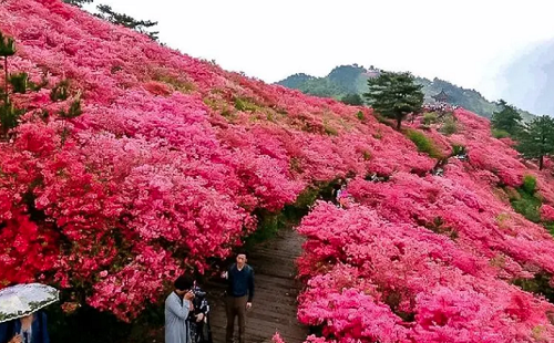 2022麻城杜鵑花最佳觀賞時間 麻城杜鵑花在哪里