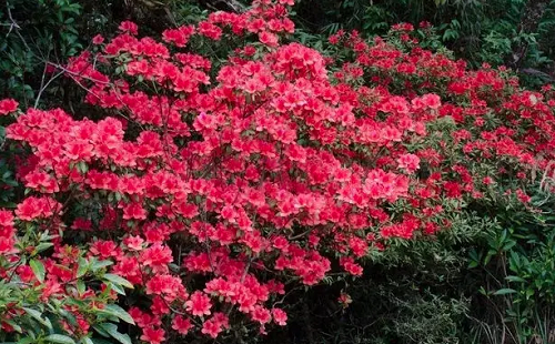 湖北看杜鵑花最好的地方