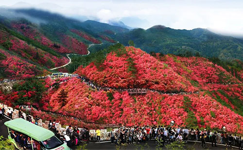 湖北杜鵑花哪里最出名 湖北看杜鵑花最好的地方