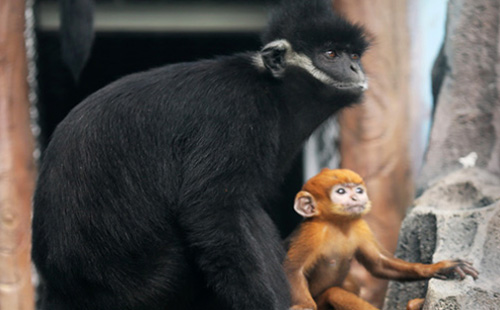 濟南動物園附近還有其他景點嗎