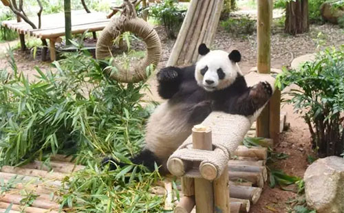 深圳野生動物園門票哪里買便宜(優惠門票+購票入口)