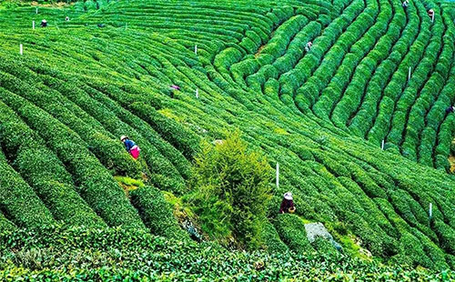 湖北茶園旅游_湖北有茶園嗎