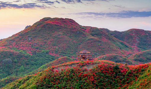 2022大圍山杜鵑花海什么時候開（附門票+路線）