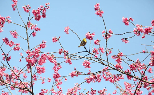 2023廣州創(chuàng)業(yè)公園櫻花開了嗎(賞櫻最佳時(shí)間+賞櫻攻略)