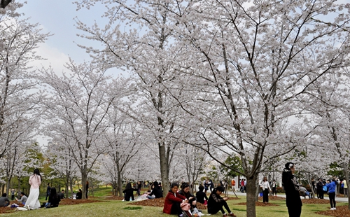 上海顧村公園櫻花最佳觀賞時間2023