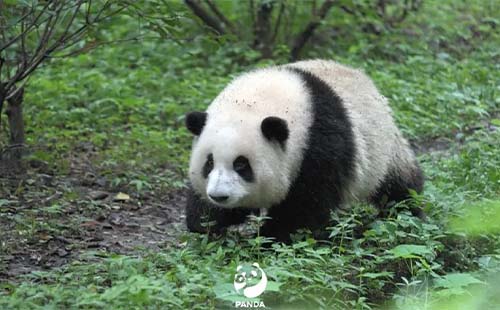 北京動物園有幾只熊貓