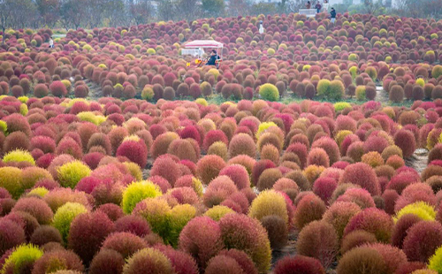 2023上海地膚觀賞地在何處(時間+地點(diǎn)+門票)