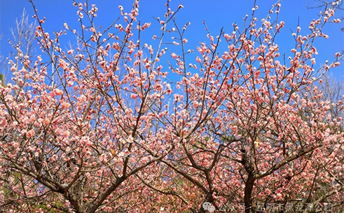 黑龍潭公園梅花節時間和門票價格2024