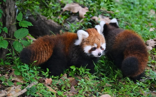 上海動物園門票價格和優惠政策2025