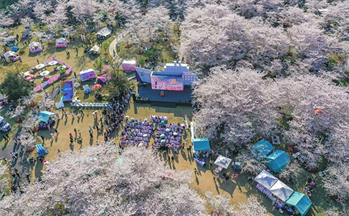 上海顧村公園櫻花節(jié)最佳觀賞時(shí)間和門票價(jià)格2025