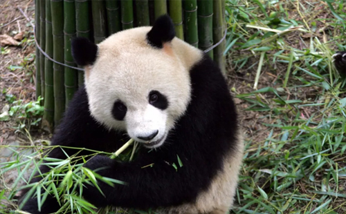 武漢動(dòng)物園的大熊貓館開放了嗎（門票多少一張）