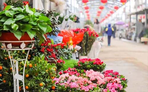 武漢有哪些大點的花鳥市場（在哪里+幾點關門）