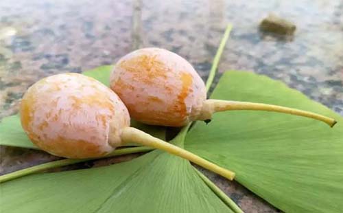 武漢植物園十一國慶節活動招募小朋友（活動內容+報名方式）