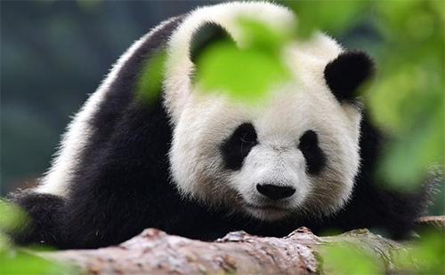 武漢野生動物王國開園時間 武漢野生動物王國二期和三期規(guī)劃