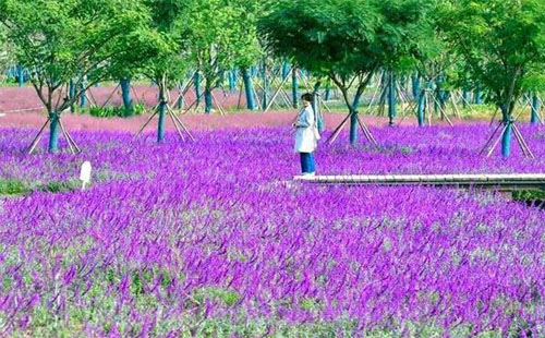 漢口江灘四期全面完工 百畝花田鮮花盛開