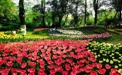 武漢植物園元旦郁金香種球免費領取（領取時間+花展時間+花期）