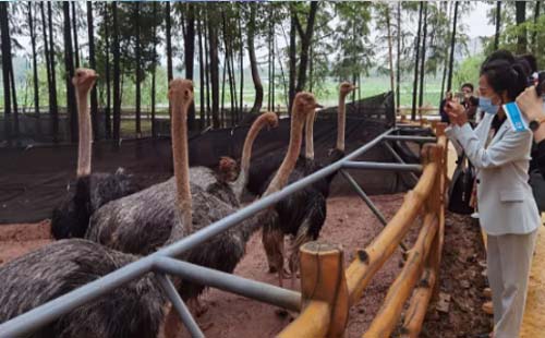 武漢野生動物王國12月開業進展如何