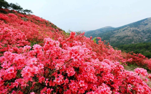 2021木蘭云霧山杜鵑花節時間是什么時候