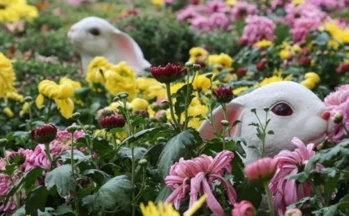 青山公園菊花展時間2021