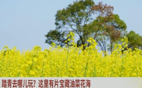 武漢東湖太漁橋油菜花游玩攻略（花期+交通指南）