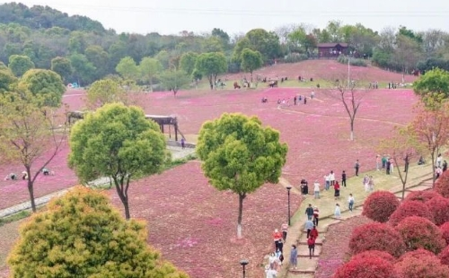 武漢芝櫻花海在哪里（花期+地點）