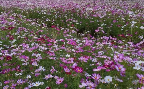 武漢江灣體育公園波斯菊花海花期及位置