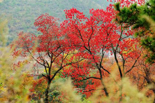 紅葉602.jpg