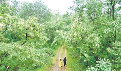 黃石春季賞花路線 黃石網紅打卡地