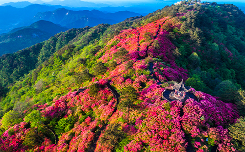 2024麻城杜鵑花幾月份開(kāi)(最新花期預(yù)報(bào))