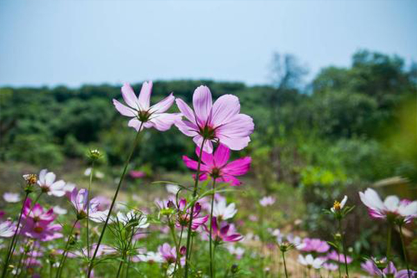 花海603.jpg